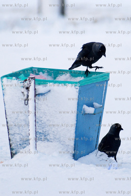 Zima w Rumi. Kawki szukajace pozywienia
27.01.2007
Fot....