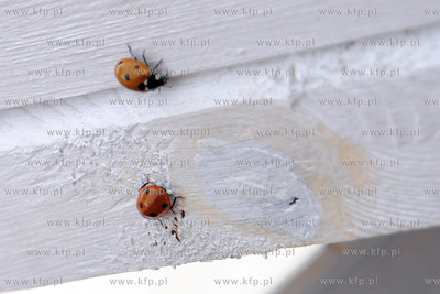 Tysiace biedronek pojawilo na plazy i okolicach Grand...