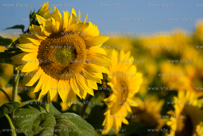 Sloneczniki z Ogrodzienca. 24.07.2012 fot. Pawel Marcinko...