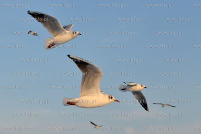 Gdynia Orlowo w zimowej szacie. Stado  mew przy orlowskim...