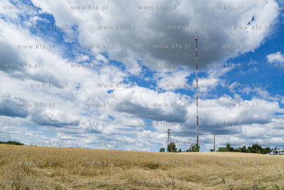 Chwaszczyno. Pole położonego zboża po ulewnych deszczach.11.07.2019...