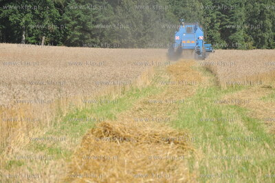 Zniwa pszenzyta na polach w Sulminie na Kaszubach....