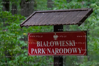 Białowieski Park Narodowy. 10.09.2019 / fot. Anna...