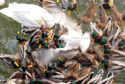 Ptasi pojedynek
21.02.2009
Fot. Andrzej J. Gojke...