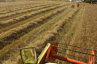 Chwaszczyno. Pierwszy tydzien zniw.  07.08.2009  fot....