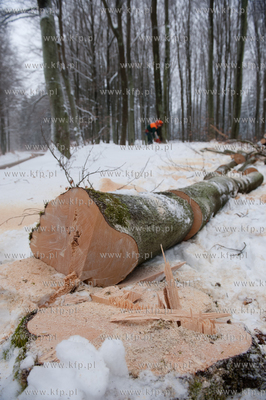 Powiat Bytowski. Lasy panstwowe. Wycinka drzew.
19.01.2010
fot....