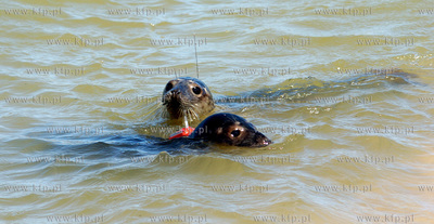 Czolpino

Pracownicy Fokarium z Helu wypuscili na...