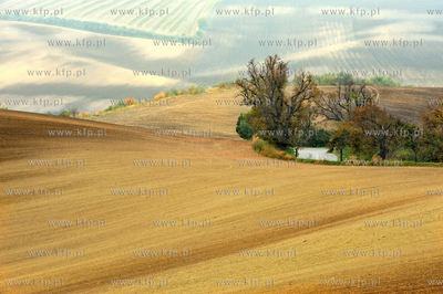 Morawy. Czechy. Okolice miejscowosci Kijev. Nz. pola...