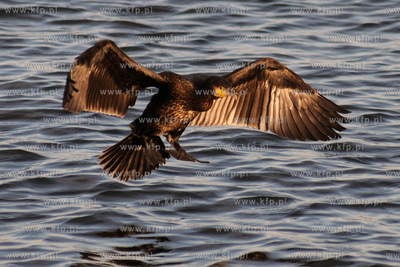 Kormoran Czarny - gatunek duzego ptaka wodnego z rodziny...