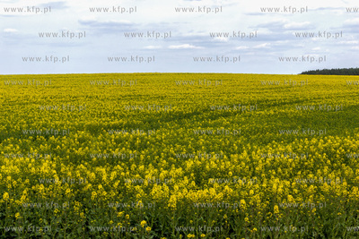 Pola rzepaku w okolicy Arciszewa w Gminie Pruszcz Gdański
27.04.2020
fot....