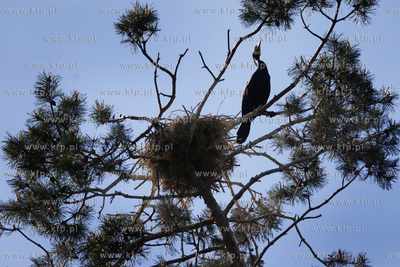 Rezerwat ornitologiczny w Katach Rybackich. Nz Kormorany....