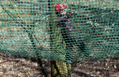 Gdansk. Park linowy w oliwskim zoo.
18.04.2010
fot....