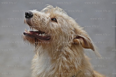 Sopot. Hipodrom. Psie zawody o Puchar Planet Pet Society...