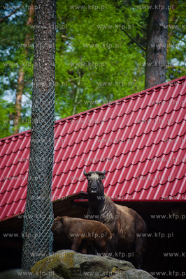 Gdansk. Oliwskie zoo.
Nz Takin
14.05.2013
fot. Mateusz...