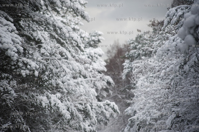 Ggansk. Gorki Zachodnie. Osniezony zimowy krajobraz...