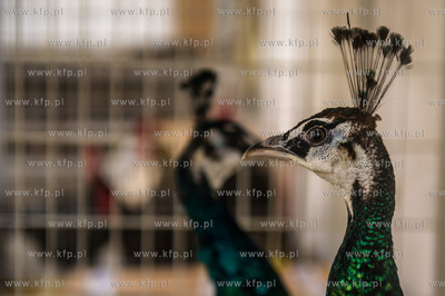 Zespol Szkol Rolniczych w Rusocinie. Wystawa Golebi...