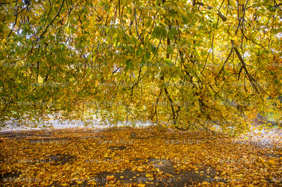 Gdańsk. Jesien w Parku Steffensa.
30.10.2016
fot....