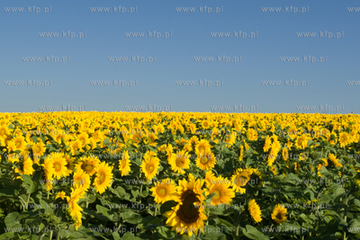 Sloneczniki z Ogrodzienca. 24.07.2012 fot. Pawel Marcinko...