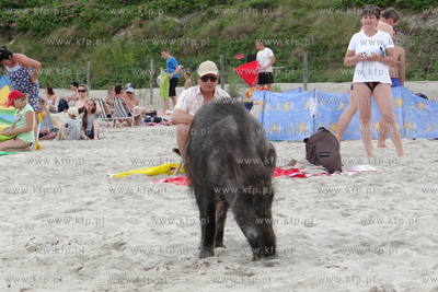 Krynica Morska. Dzik odwiedzil plaze, aby pozywic sie...