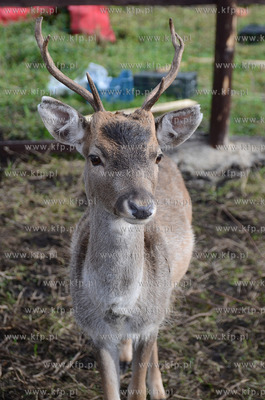 W Debogorzu Wybudowaniu (gmina Kosakowo), tuz przy...