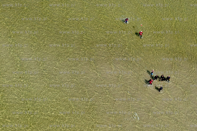 Marsz Sledzia odbywa sie Rybitwia Mielizna (Rewa Mew)...