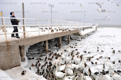 Gdynia. Bulwar Nadmorski. Karmienie ptakow. 06.02.2010...