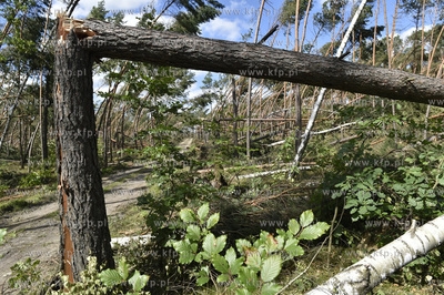 Skutki wichury na Pomorzu. Orlik na Kaszubach w gminie...