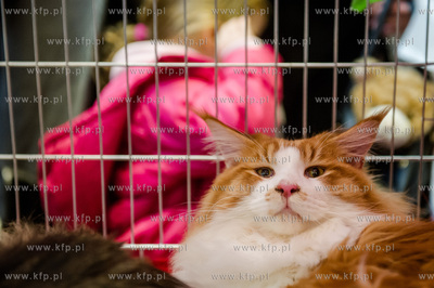 Gdansk. Wrzeszcz. Dzien Kota w CH Galeria Baltycka.
21.02.2016
fot....