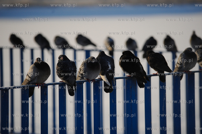 Gdansk Zakoniczyn. Zimowy krajobraz pelen sniegu i...