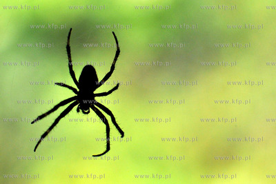 Pajak z rodziny krzyzakowatych Araneidae, charakteryzujacy...