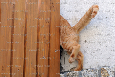 Kot o imieniu Rudy 102 19.07 .2011 Fot. Andrzej J....