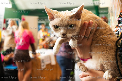 Międzynarodowa wystawa kotów rasowych "Koty na Hawajach"...