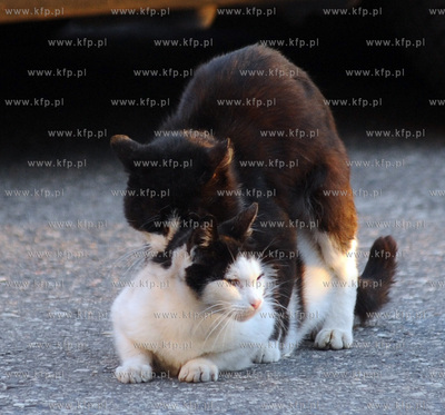 Czarno na bialym. 11.07.2009 fot. Wojtek Jakubowski...