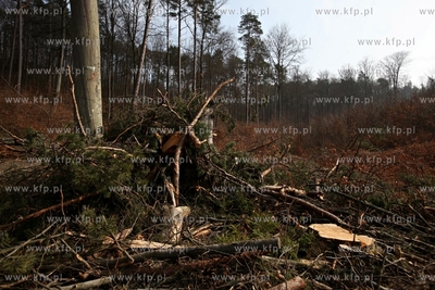 Gigantyczny wyrąb drzew w Trójmiejskim Parku Krajoobrazowym.
25.03.2015
fot....
