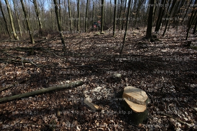 Scinka drzew w Trójmiejskim Parku Krajobrazowymw w...