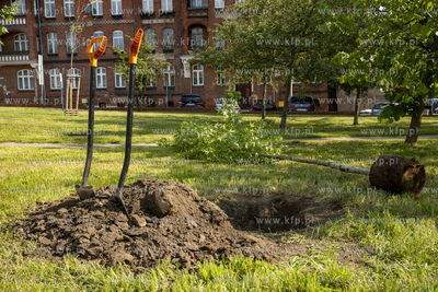 Na skwerze Daszyńskiego w Gdańsku posadzono dwa ambrowce...