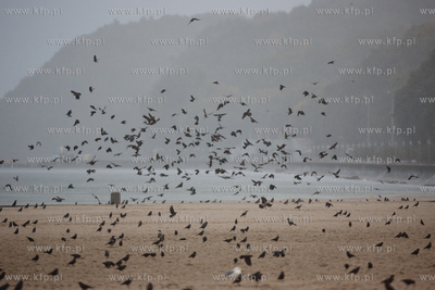Gdynia. Jesienna, deszczowa pogoda na plazy miejskiej...