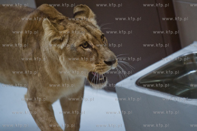 Gdansk. Oliwskie Zoo. Przyjazd czterech lwow, trzech...