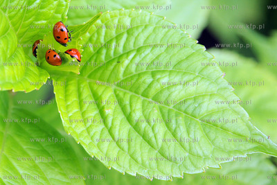 Tysiace biedronek pojawilo na plazy i okolicach Grand...