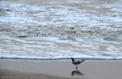 Sopot. Wichura i sniezyca w Sopocie. 05.01.2017 fot....