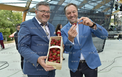 Truskawkobranie na Złotej Górze na Kaszubach. Burmistrz...