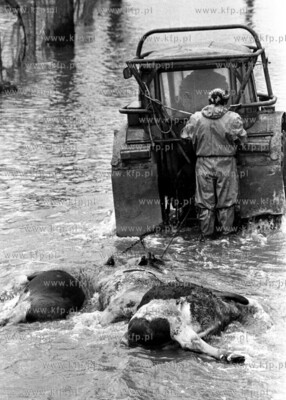 Powodz na Zulawach (Wyspa Nowakowska), wywoz padliny.01.83....