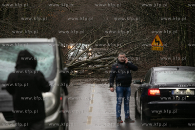 Silny wiatr wyrwał z korzeniami drzewo na trasie Wejherowo...