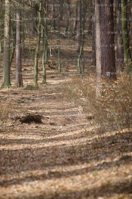Gdansk. Oliwa, Trojmiejski Park Krajobrazowy. Sciezka...