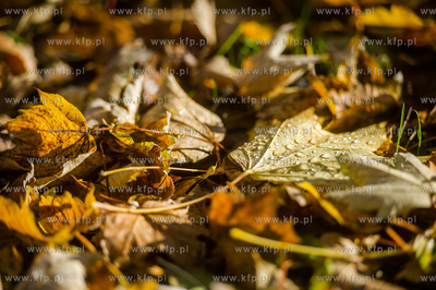 Gdańsk. Jesien w Parku Steffensa.
30.10.2016
fot....
