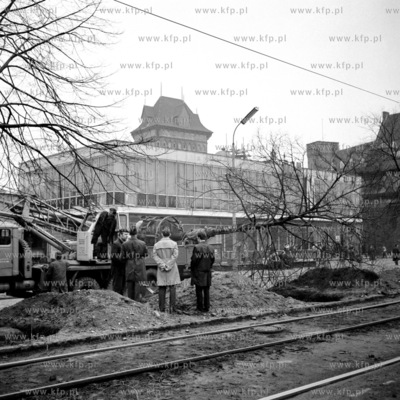 Sadzenie drzew wzdłuż ulicy Wały Jagiellońskie...