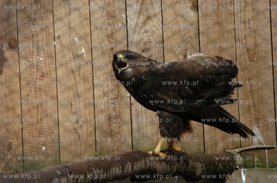 Technikum Lesne w Warcinie woj. pomorskie. Ptaszarnia,...