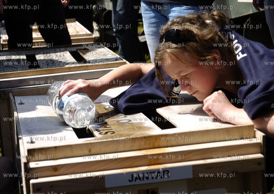 Siedem fok szarych zostalo wypuszczonych do Baltyku...