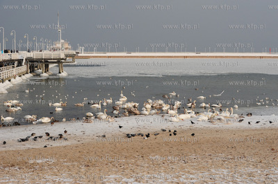 Molo - Sopot. Zamarza Zatoka Gdanska w rejonie sopockiego...