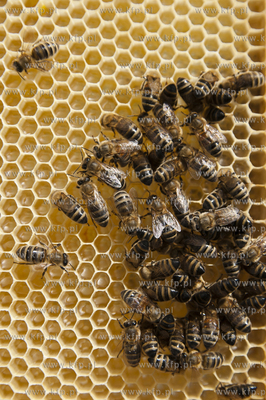 Pszczelarz pan Kazimierz Stosik podczas wiosennych...